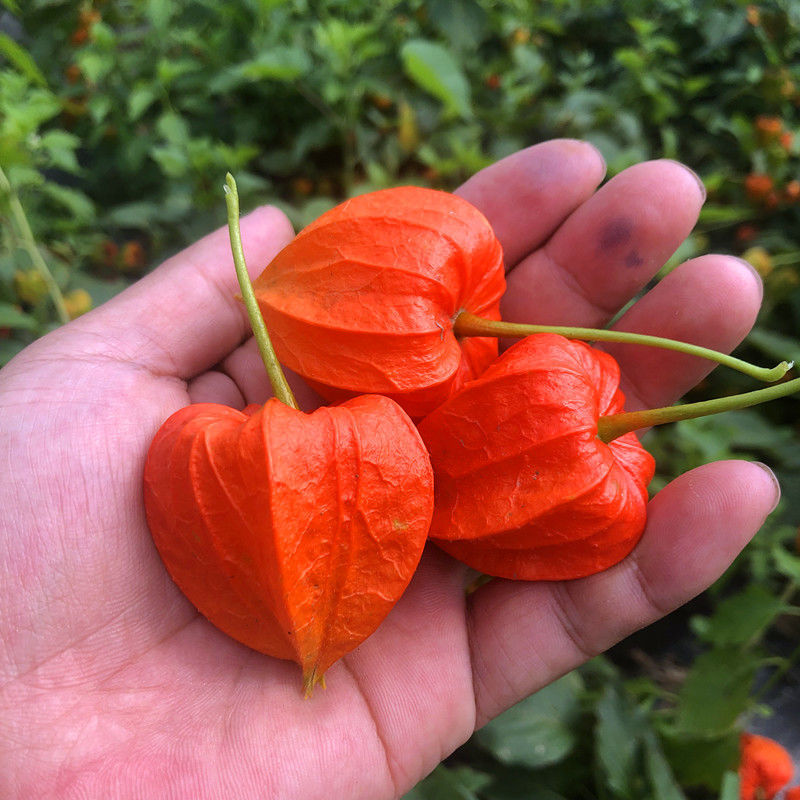 红姑娘果皮东北长白山野生苦姑娘挂金灯锦灯笼果干果中药材 新鲜冷冻