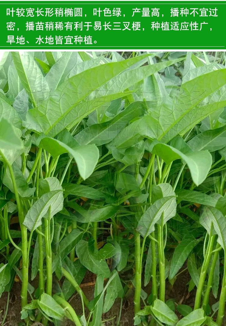 三叉空心菜种籽大叶青梗柳叶种籽四季阳台盆栽蔬菜种子空心菜 -量大