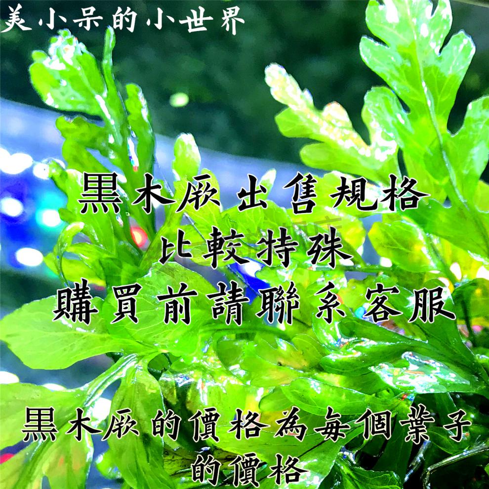 黑木蕨水草黑木蕨黒木厥水草水下叶水晶虾缸 阴性草 莫斯moss自养真
