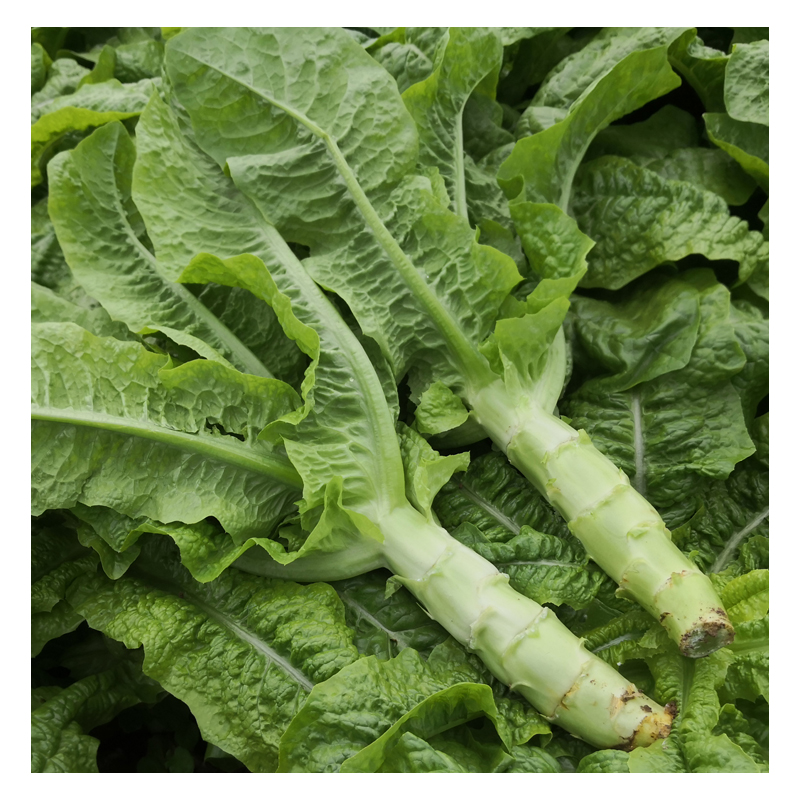 莴笋新鲜青笋新鲜莴笋尖脆莴笋莴苣新鲜四川绿色蔬菜5斤 1500g【图片