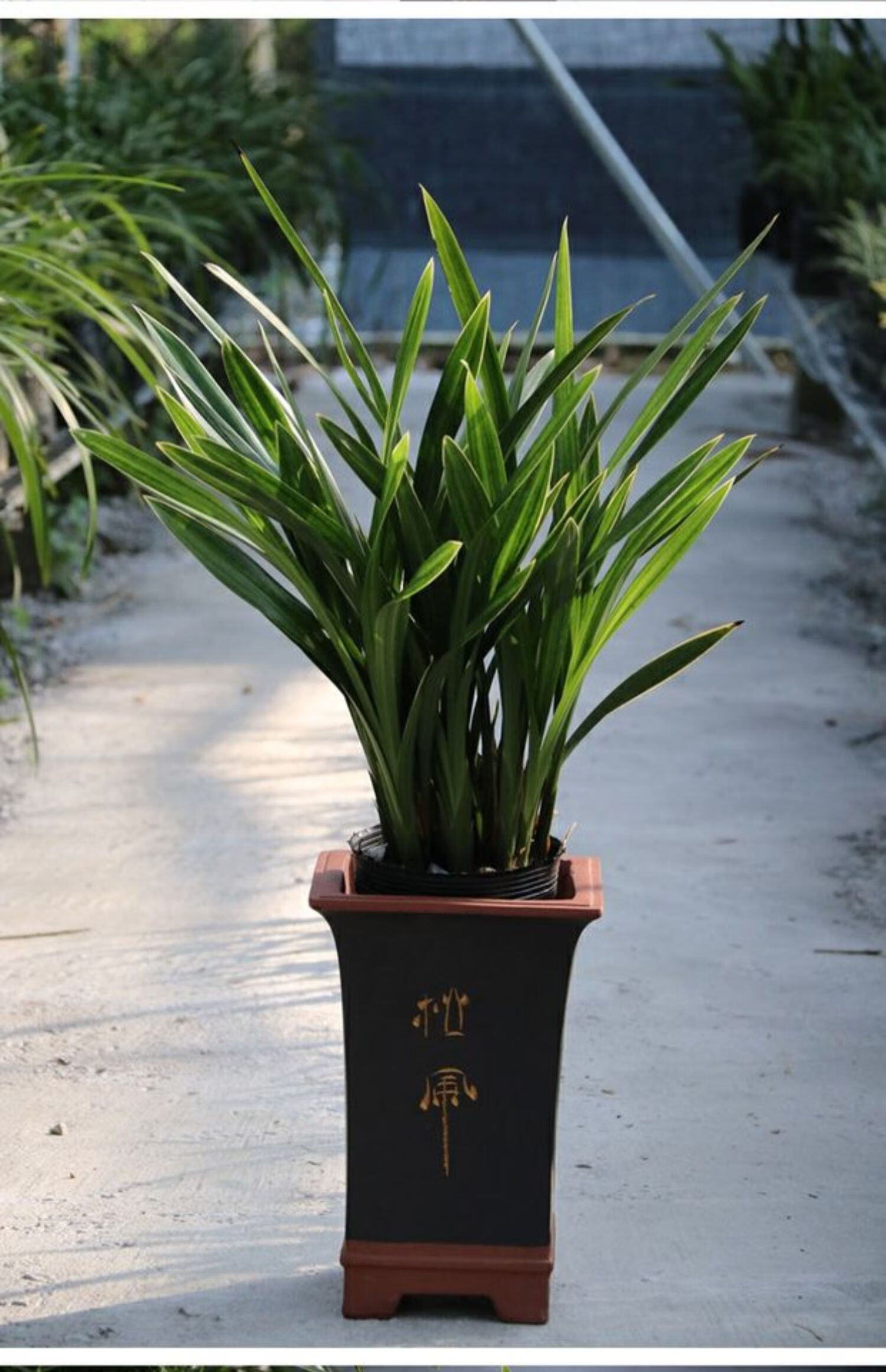 德骊嘉兰花苗墨兰金边企黑带花苞浓香室内报岁兰花卉绿植物原土盆栽好