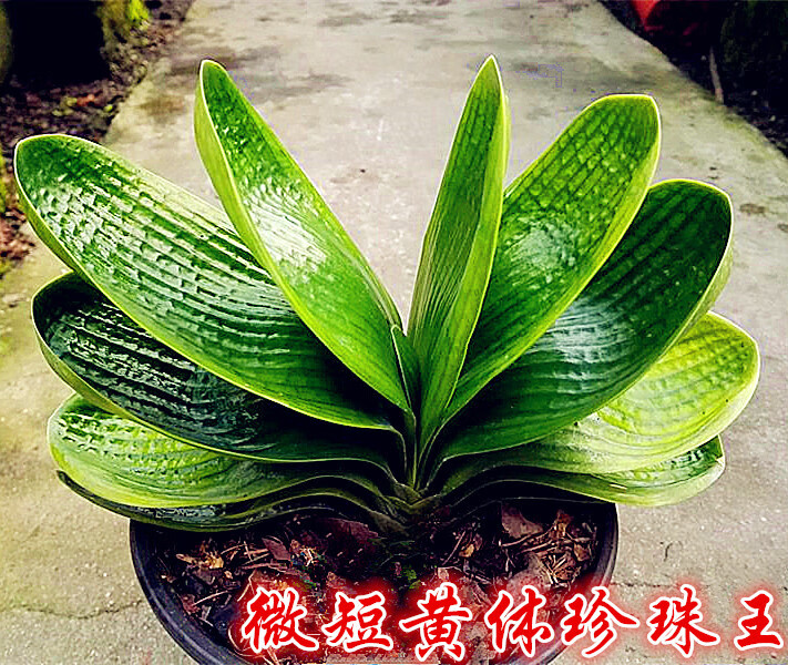 花姬长春精品君子兰 名贵黄体珍珠王 微短叶圆头宽叶麻脸坑纹成兰小苗