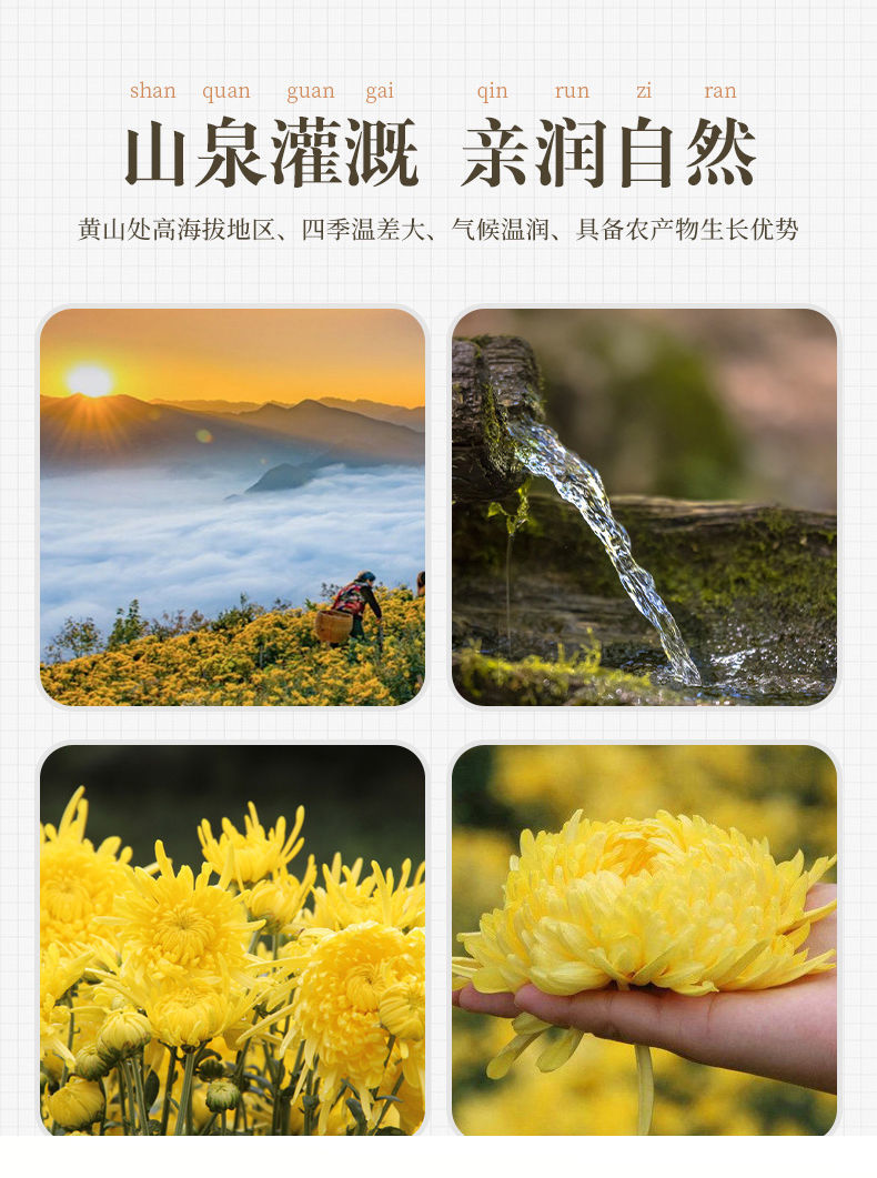 麦乳贝云台冰菊焦作正宗茶大朵乒乓球怀菊花组合花茶 【精选冰菊