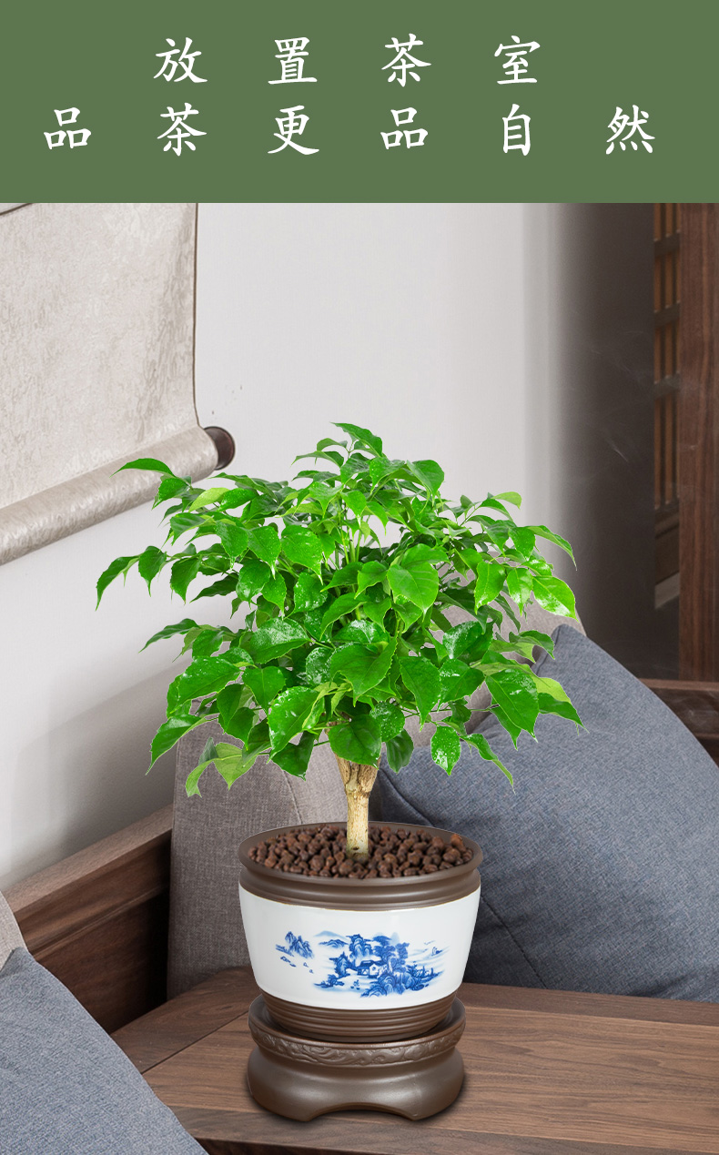 室桌面网红绿植客厅花卉 [一次加水抵15天]老桩幸福树 国粹青花617 紫