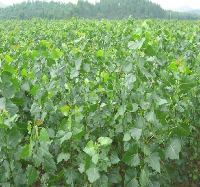 白杨树2025 107速生杨树 白杨树苗108速生白杨树苗 植树造林 杨树种子