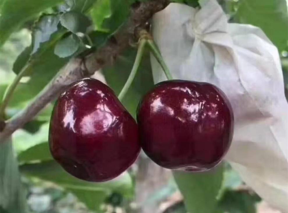 fgacct顺丰直达四川汉源黑珍珠车厘子当季孕妇宝宝新鲜水果套袋大樱桃