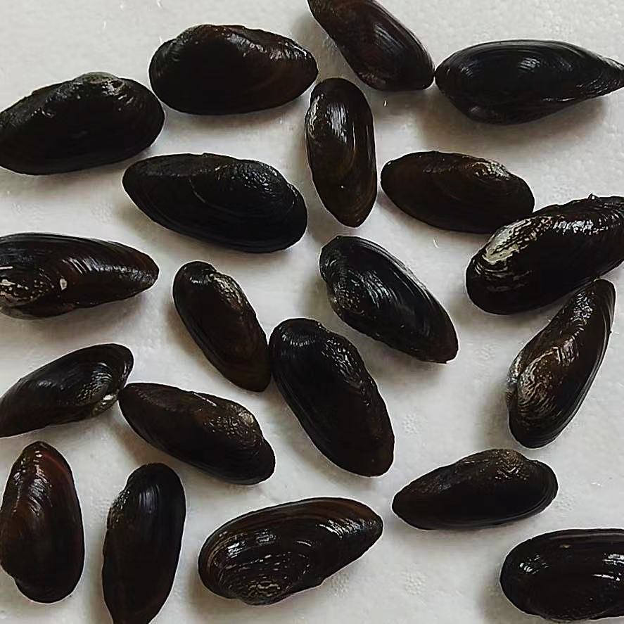 荣郁珠蚌圆顶珠蚌小河蚌原生活体宠物淡水冷水鳑鲏旁皮繁殖除藻88只