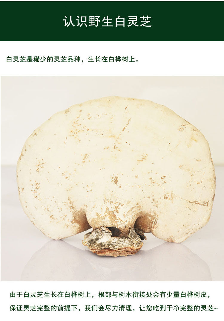 野生白灵芝 东北长白山白桦树灵芝 完整灵芝玉芝整枝林芝桦剥管菌 一