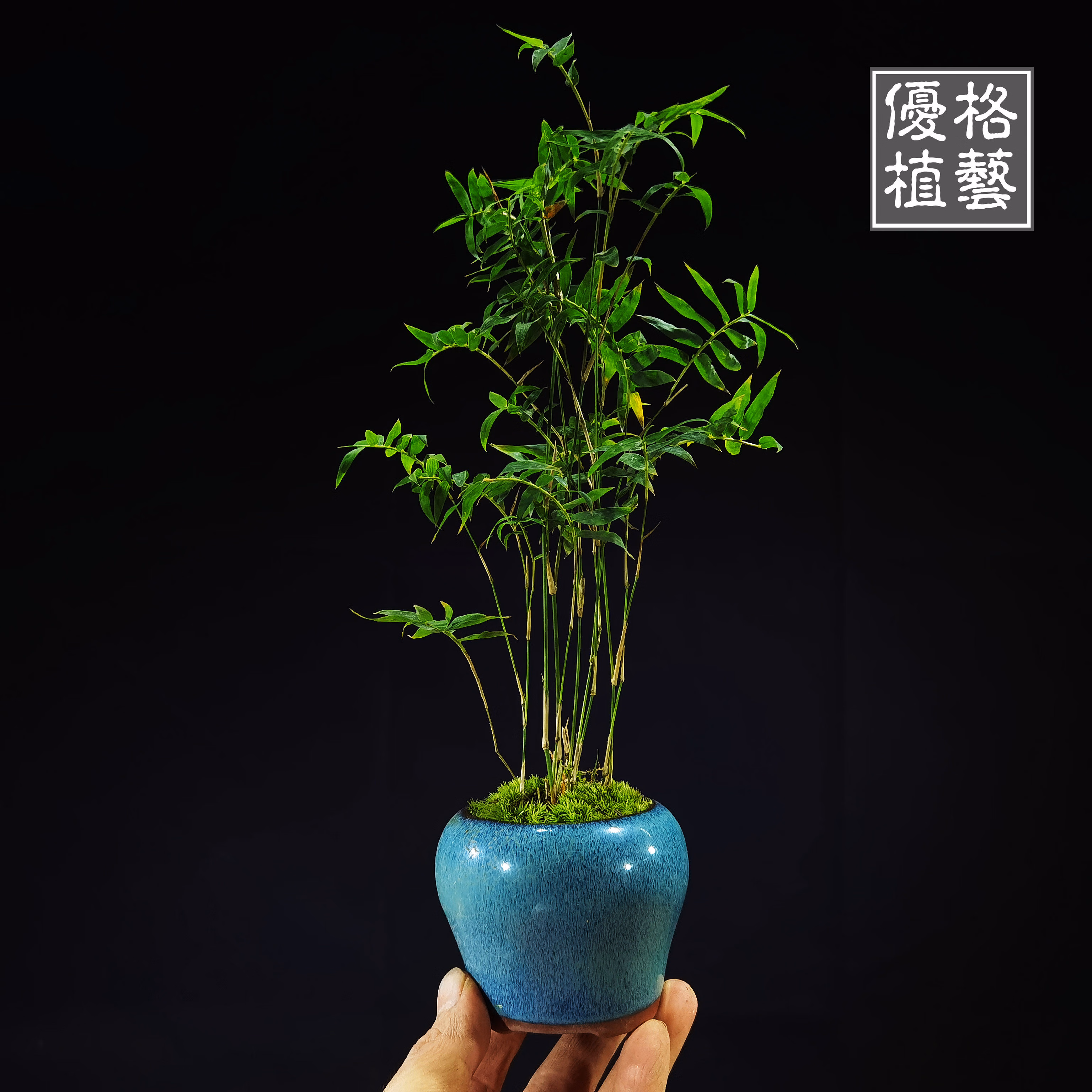 米竹观音竹盆栽小型迷你掌上凤尾竹盆景室内桌面绿植竹子苗观赏竹 浅