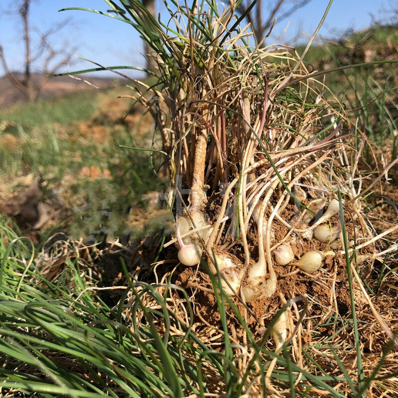 东北小根蒜冲销量大脑瓜小根菜小野蒜蘸酱菜1斤尝鲜