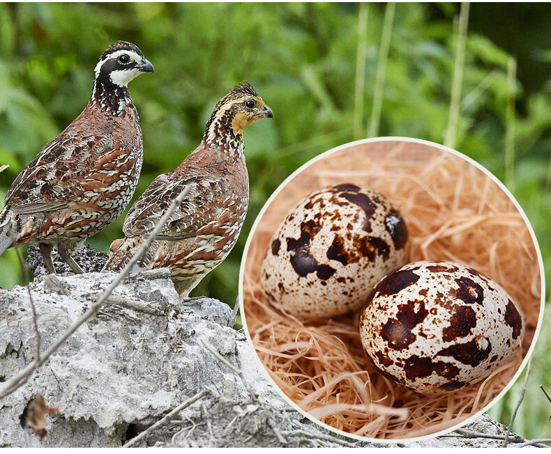 两份发105枚新鲜鹌鹑蛋生蛋35枚杂粮生的鹌鹑蛋鹑鸟蛋一箱