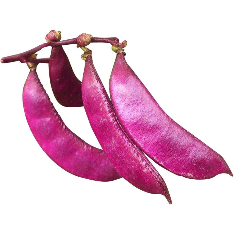 早熟扁豆种籽高产红眉豆种子架豆菜豆峨眉豆四季豆梅豆角蔬菜种孑早熟