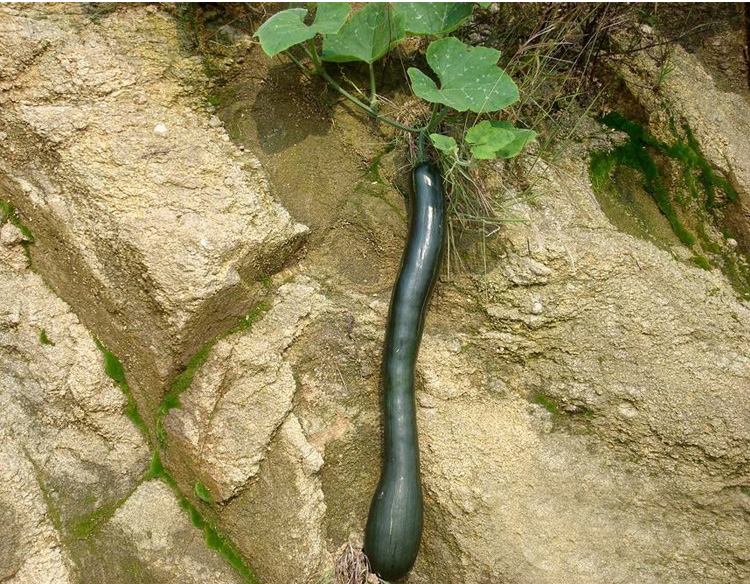 【特选纯黑南瓜二号】原装10克