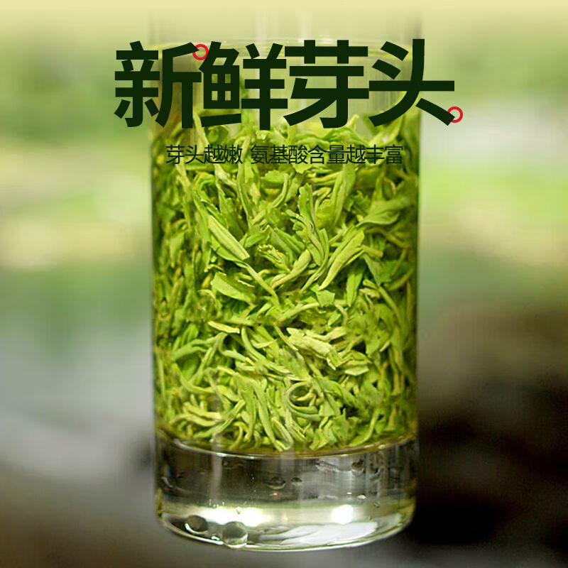 湘西保靖黃金茶葉2021新茶毛尖雲霧濃香綠茶袋裝古丈毛尖250g兩袋