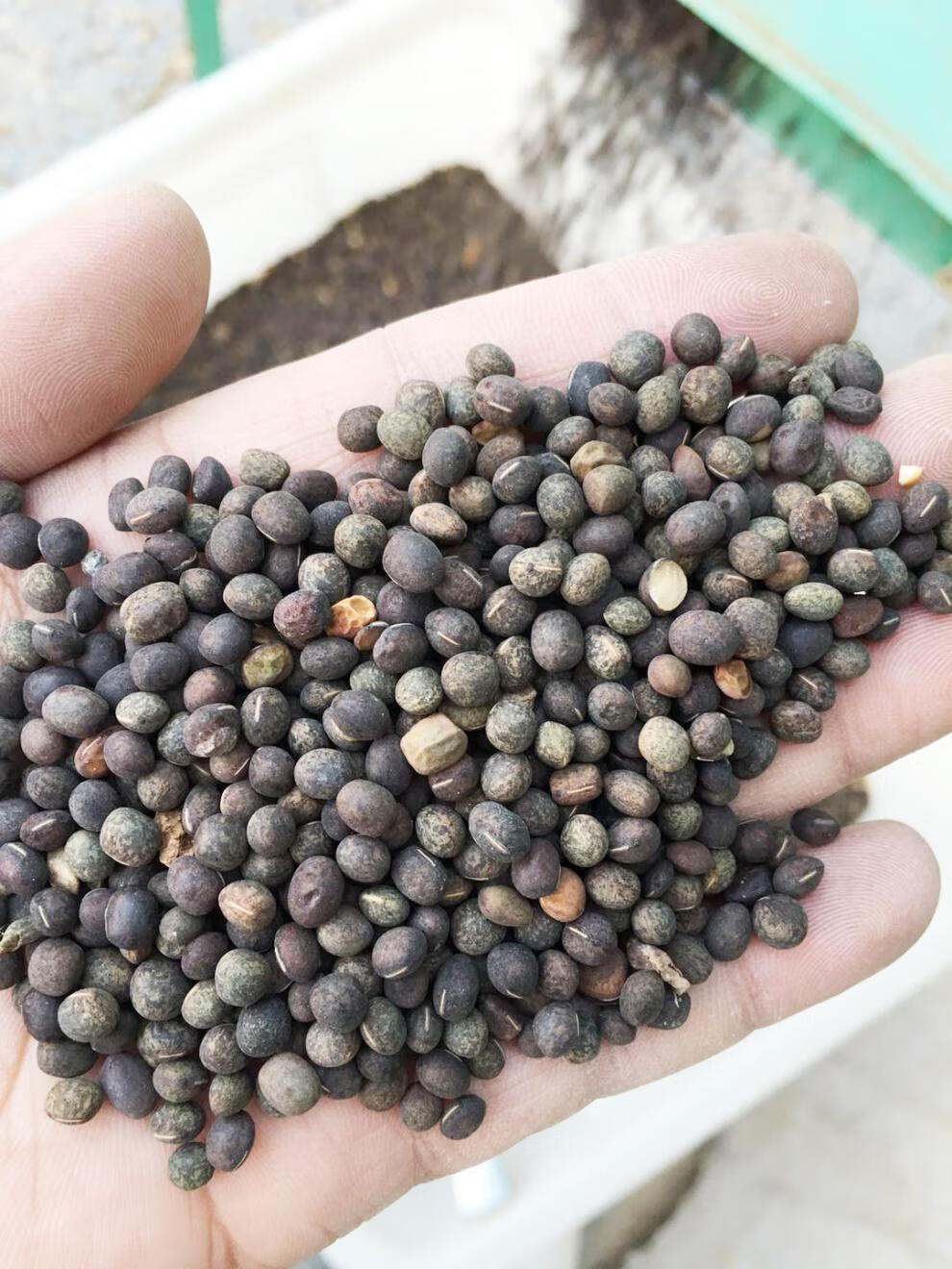 果园绿肥种子光叶紫花苕长柔毛野豌豆毛苕子养蜂蜜源植物牧草草籽