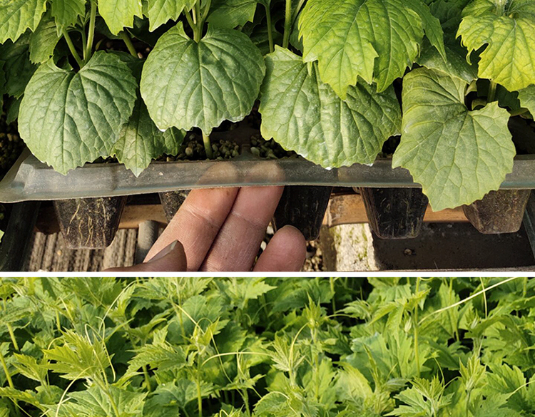 赖葡萄苦瓜种苗秧金铃子小癞瓜阳台盆栽水果赖瓜四季蔬菜种籽孑苗 小