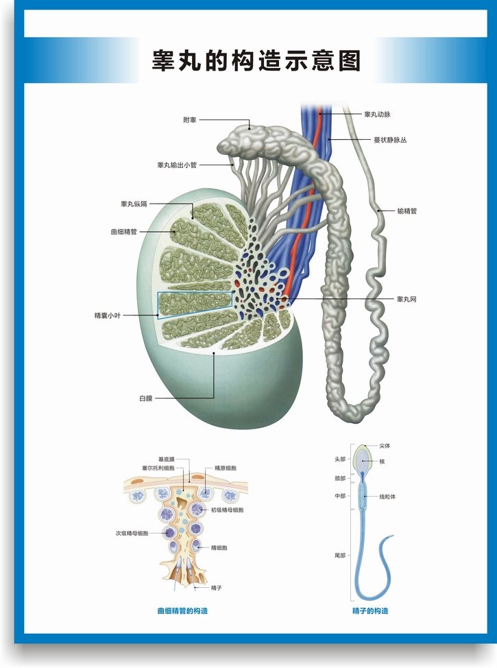 阴囊示意图图片