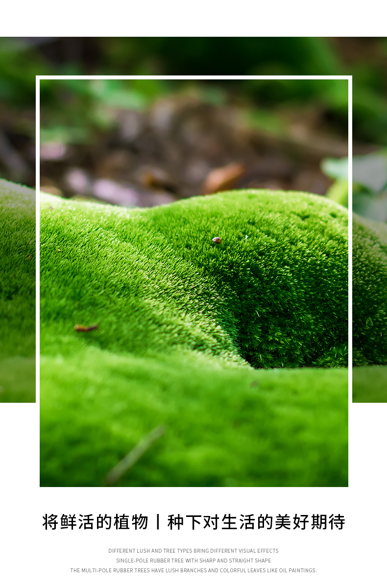 生态瓶青苔苔藓微景观绿植物盆栽鲜活创意diy小盆景桌面摆件羊羊得意