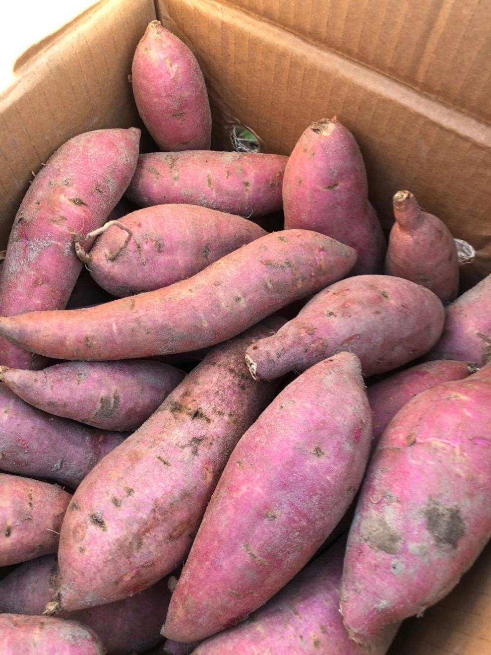 白心地瓜爆皮王板栗番薯粉糯白瓤红薯新鲜现挖现发5斤1010斤装中大果