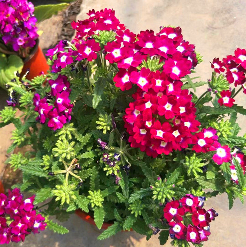 美女樱盆栽绣球花庭院花园阳台植物耐寒耐热新手易爆盆花期长好养