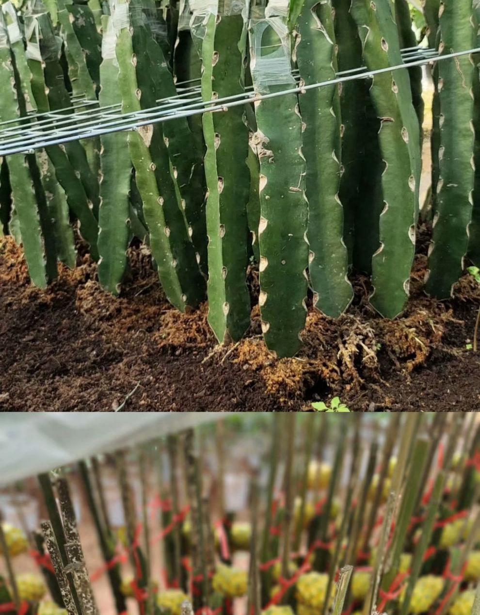 厄尔瓜多黄色燕窝火龙果苗嫁接苗黄皮白肉蜜甜四季结果南北方盆栽黄