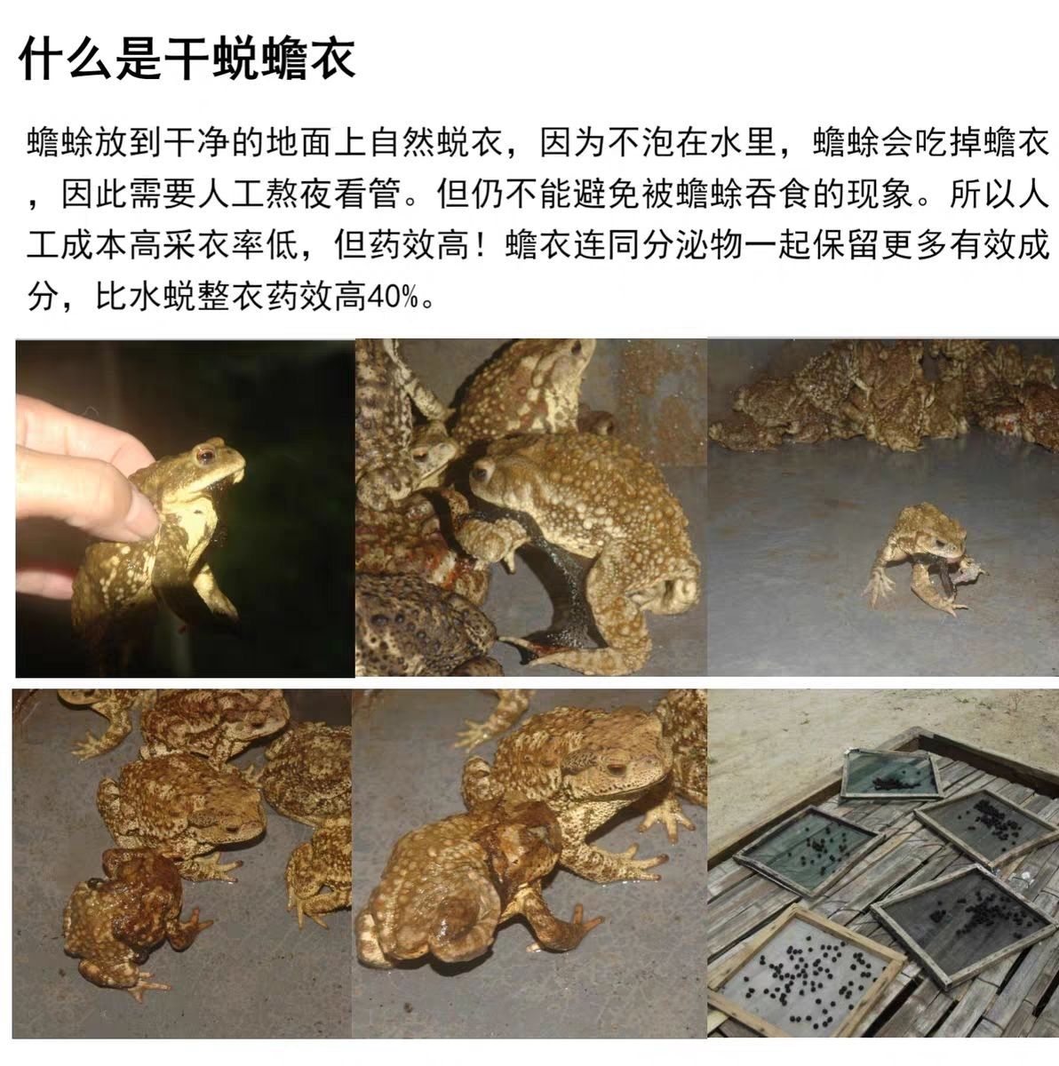 有仁堂优质干蜕 蟾蜍衣皮粉干蛤蟆衣蛤蟆皮蟾蜕8