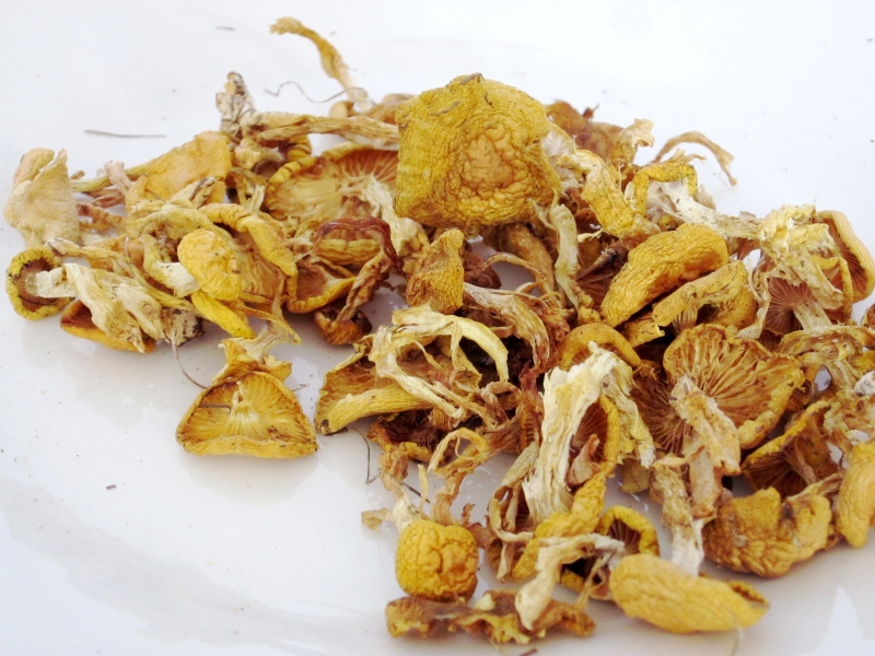 野生小黄油蘑菇蒙野白狼东北大兴安岭特产400g