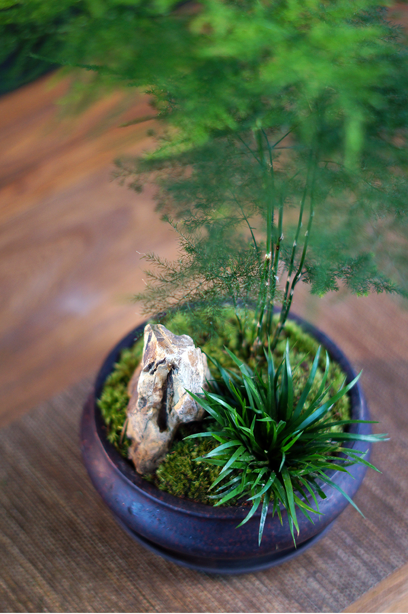 文竹小盆栽微型山水盆景苔藓微景观紫砂日式禅意中式茶桌办公桌面 见