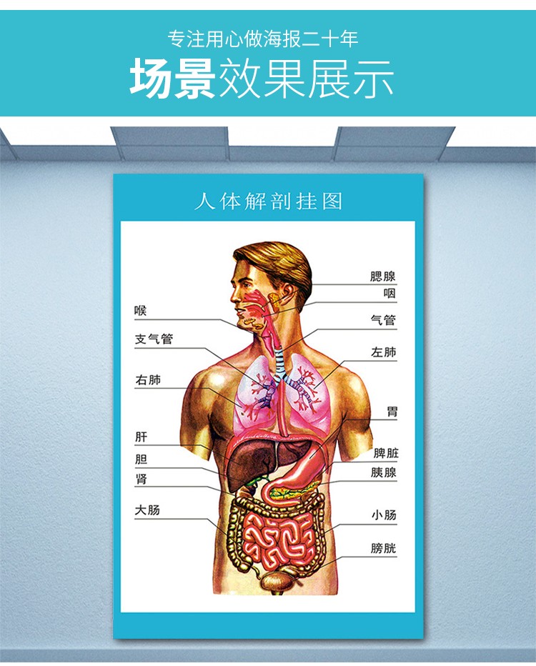 1-人體解剖掛圖 相紙(色彩豔麗無膠)40x60(釐米)=24寸【圖片 價格