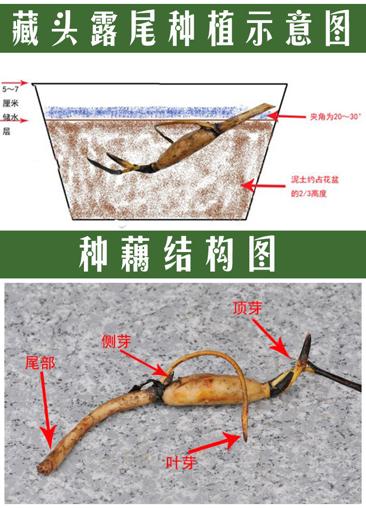 荷花用藕种植过程图解图片