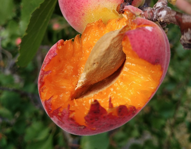 颜曼箐 崂山北宅杏树苗关公脸崂山二号大扁杏水蜜杏子大甜杏自家育苗