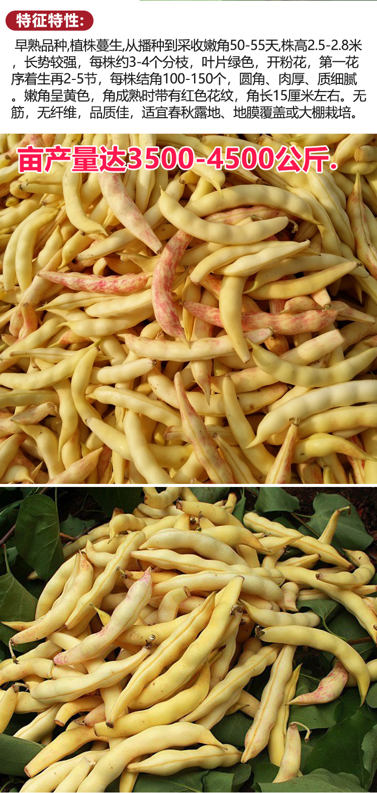 超早熟黄金勾豆角种子东北油豆种籽角黄金钩春季秋季四季抗病耐寒 200