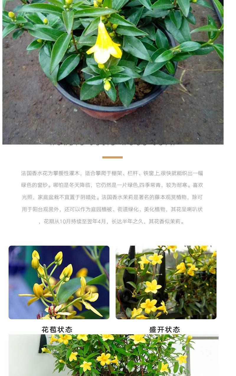 法国香水藤盆栽带花苞茉莉花苗耐寒爬藤植物室内四季开花好养活浓香型