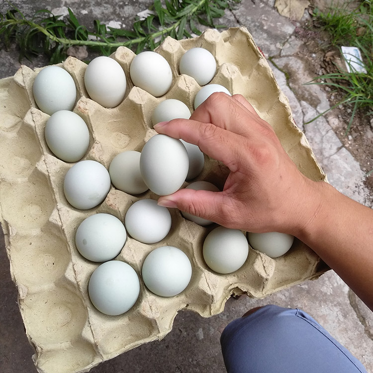 10枚黑絲綠殼烏雞蛋可孵化受精種蛋黑鳳烏骨雞綠皮烏雞小雞苗50枚