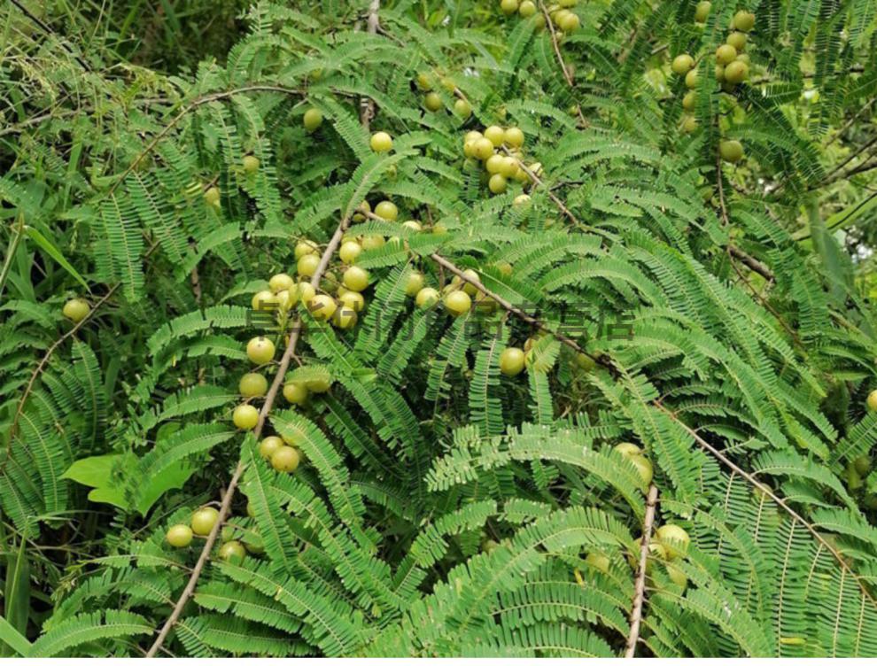 餘甘子乾果500g牛甘果油甘果茶牛甘子泡水滇橄欖幹油柑子油甘子幹