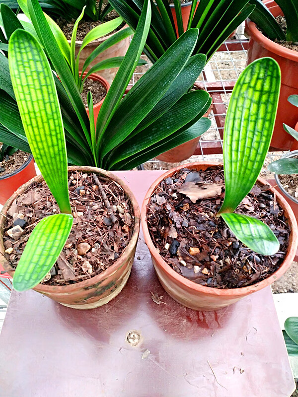 长春君子兰小苗油匠圆头蜡膜技师立板插座麻脸室内盆栽绿植玉麒麟1叶