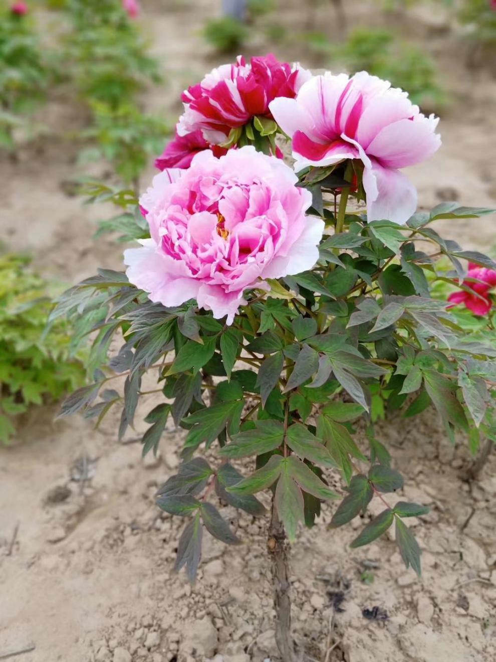 牡丹树大苗独杆花王牡丹树大树菏泽观赏牡丹树花苗百年牡丹对版 岛锦