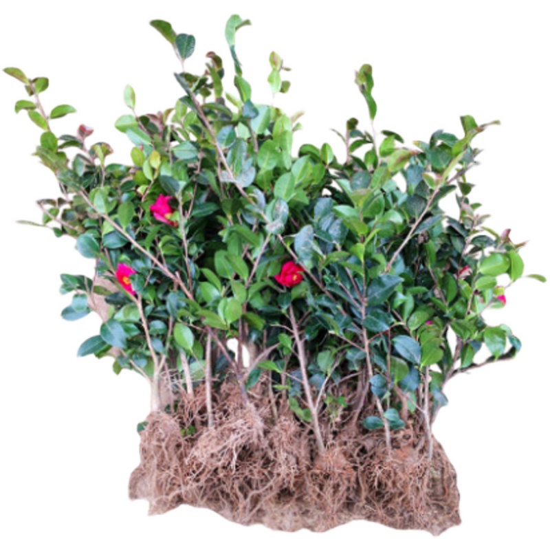 花姬茶梅小苗庭院种植绿化工程室内阳台白粉红茶梅球盆景栽3棵起邮