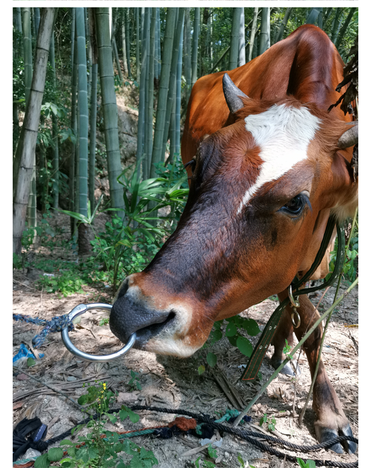 不锈钢牛鼻环牛鼻圈穿孔刀针犊牛打孔钳刺孔养牛器械牛鼻子牵引扣