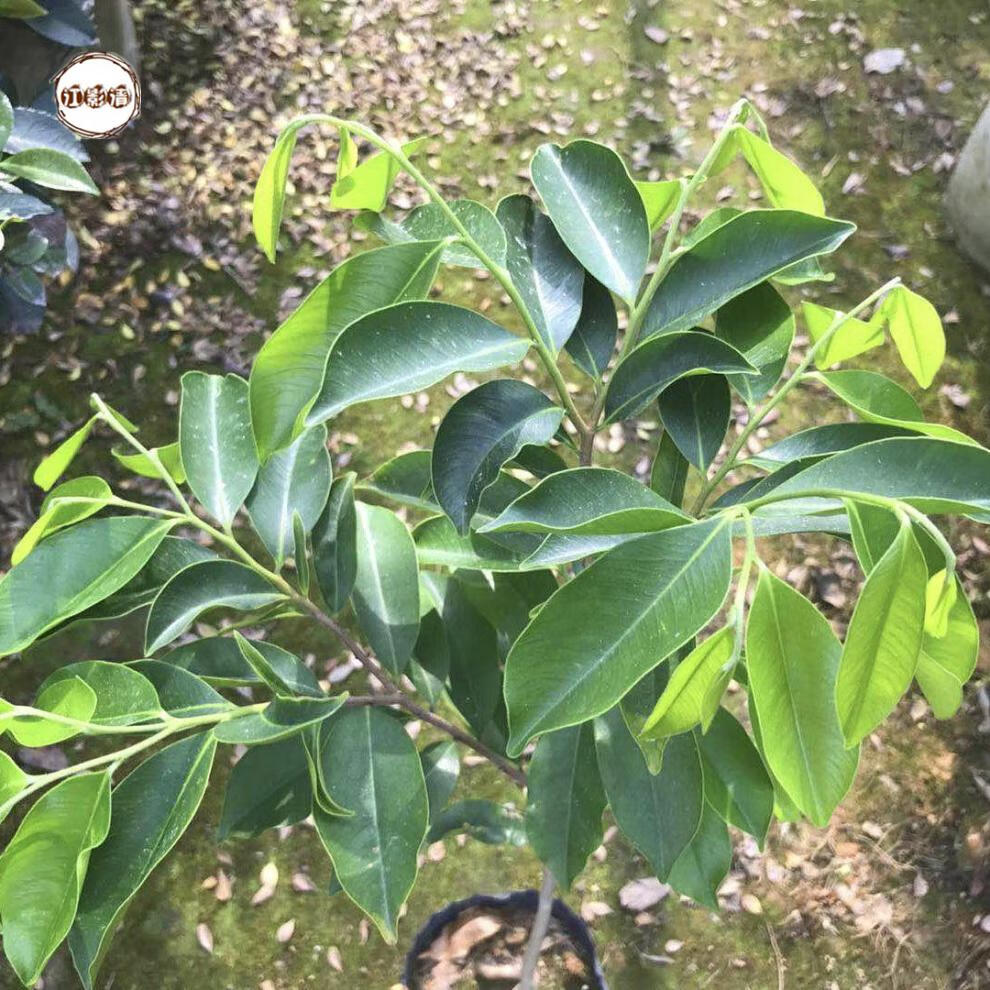 江影清正宗奇楠沉香树苗结香小苗实生树苗名贵树苗绿化树苗5棵奇楠20