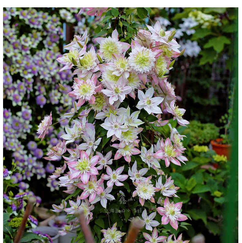 铁线莲大苗盆栽爬藤植物乌托邦四季开花重瓣大花藤本户外花卉植物爱炫