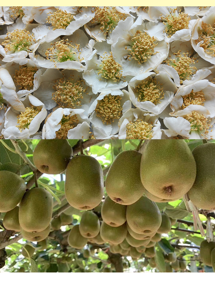 猕猴桃花粉红阳人工授粉活性红心绿心黄心雄花粉猕猴桃纯花粉通用