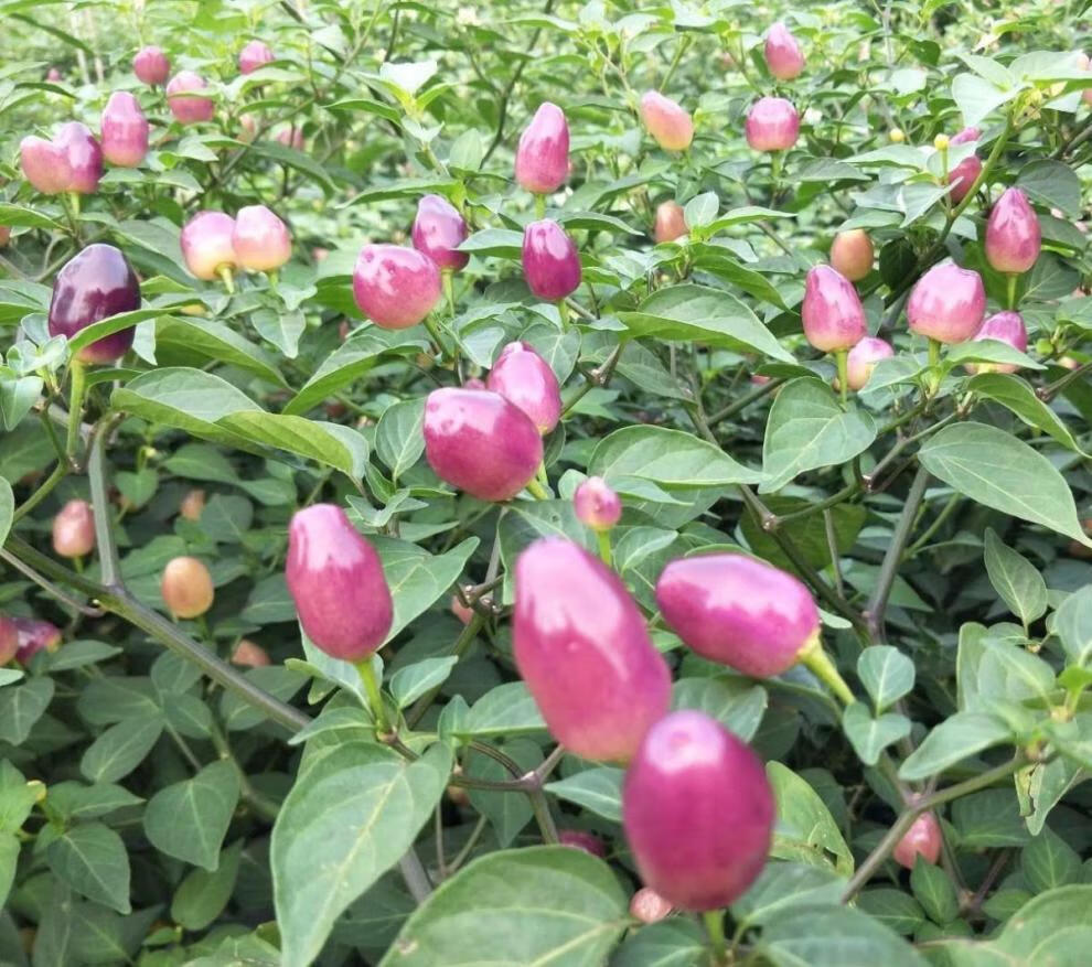 【有货】广西新鲜七彩椒辣椒五彩椒小泡椒灯笼剁椒5色生辣椒 7斤装