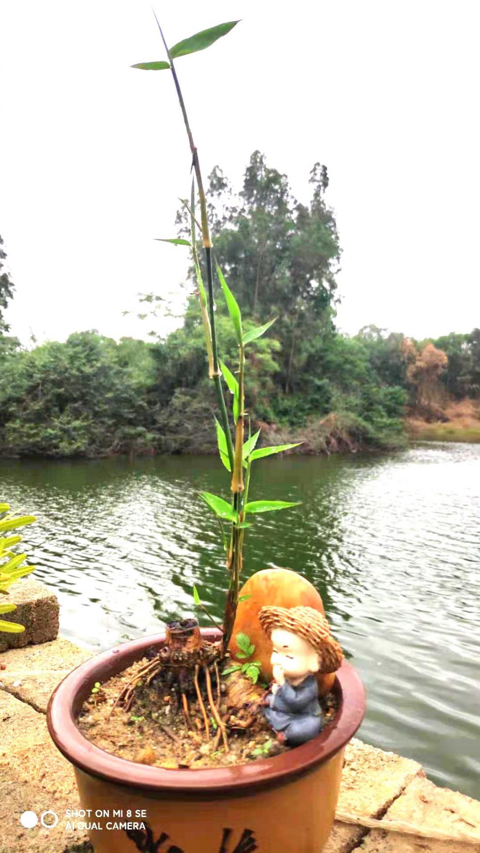 湛江小叶簕竹桩竹鞭竹根苗室内外勒竹子花园庭院绿植