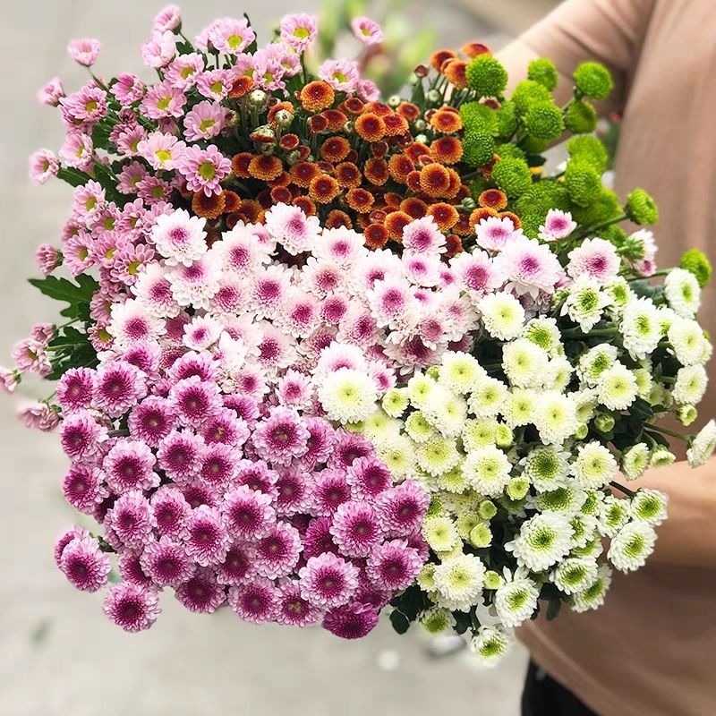 轻奢多头小雏菊混搭水养鲜切花鲜花花束好养超长花期冷链绿色多头小菊