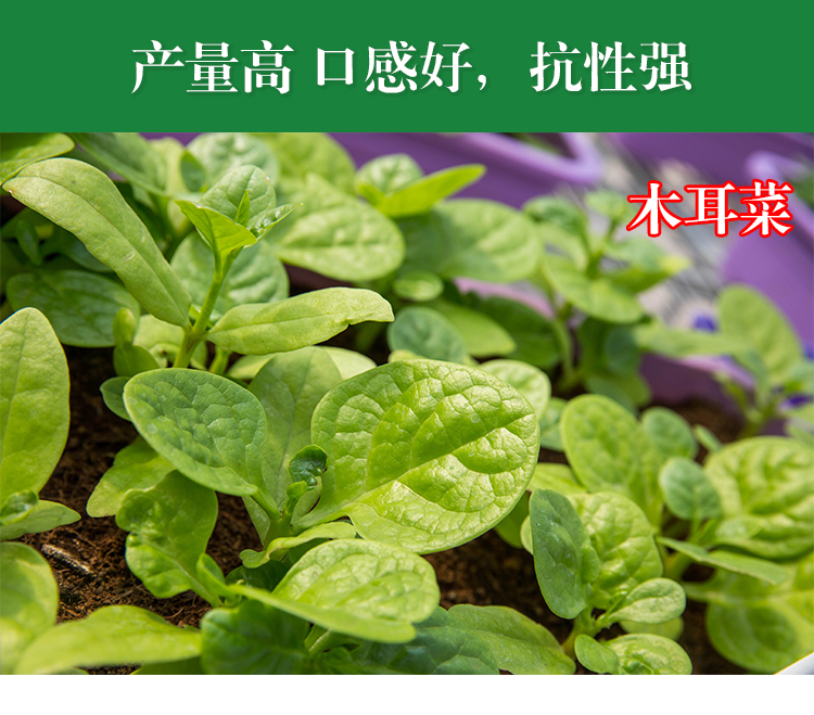 大葉木耳菜茼蒿韭菜芹菜空心菜種子四季種植高產蔬菜種子小韭菜原裝