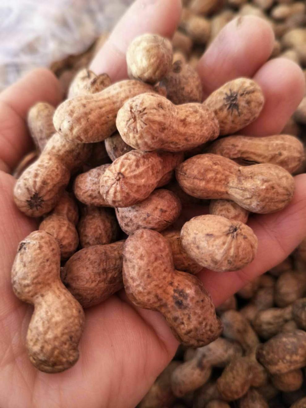 新货水煮山核桃味小花生500g散装焦糖花生250g休闲零食坚果炒货2斤