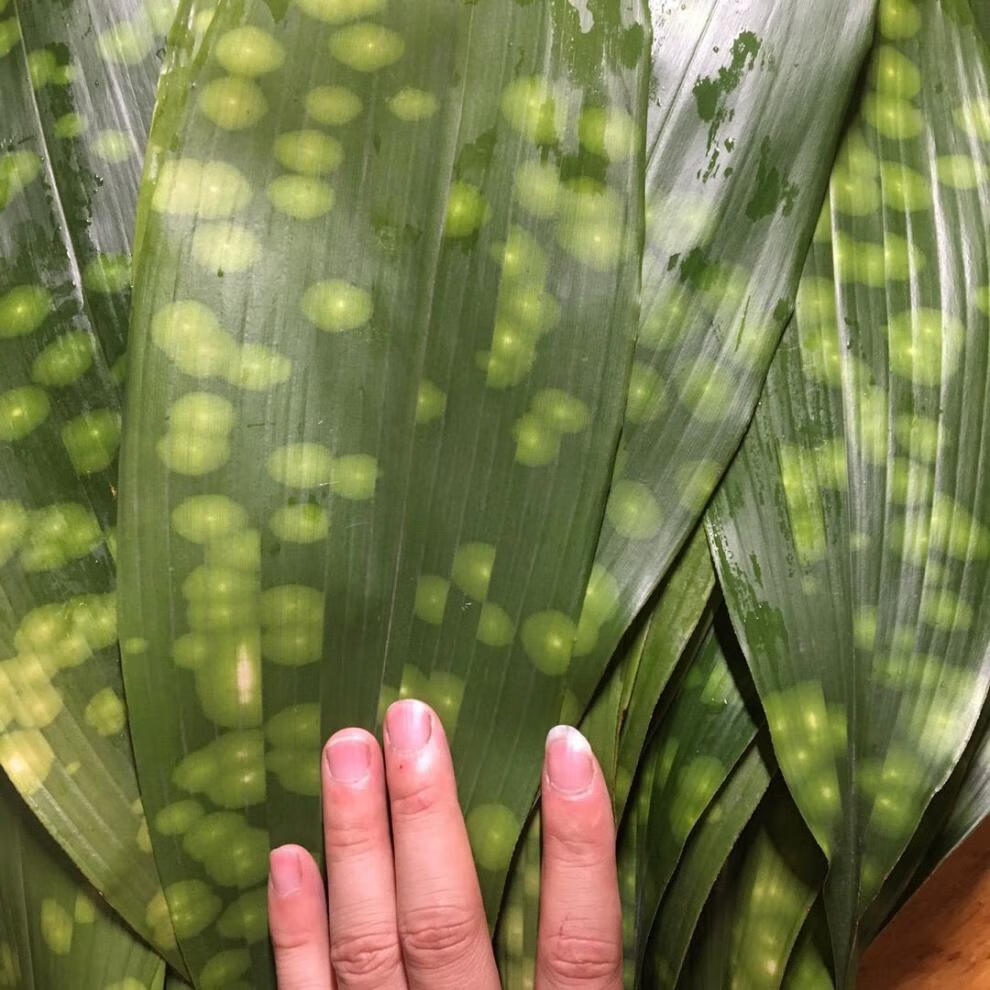 粽子叶四川新鲜粽叶包粽子专用粽叶农家自种糯米粽子叶带棉线新鲜粽叶