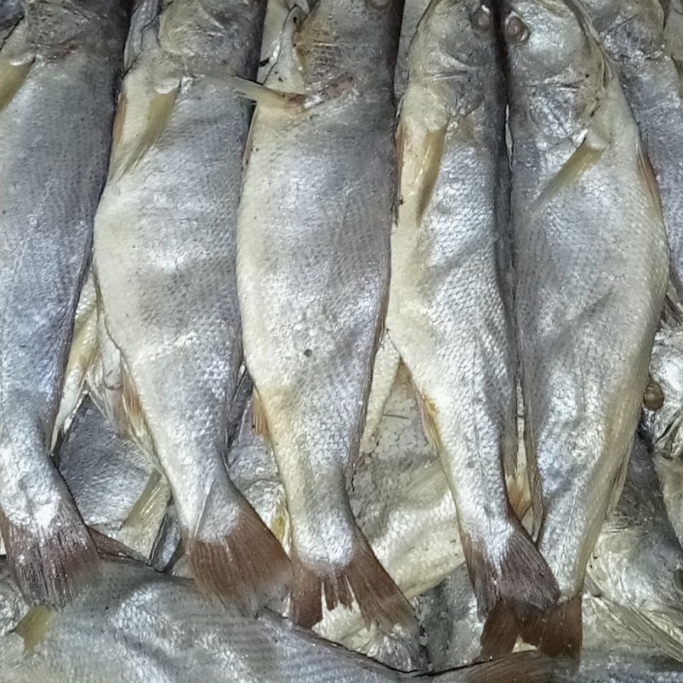 绍兴地方特产 三牙醉瓜鲞鳓鲞咸鱼咸鲞 渔家传统法自制清蒸美味500g