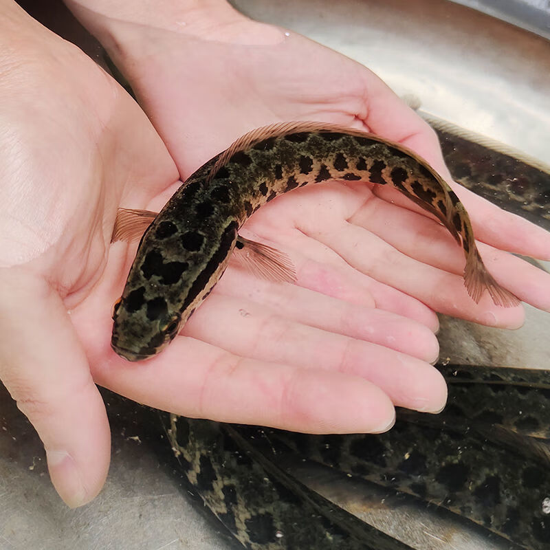 黑鱼鱼苗发财鱼乌鱼苗养殖观赏鱼淡水鱼冷水鱼观赏鱼生态黑鱼乌棒黑